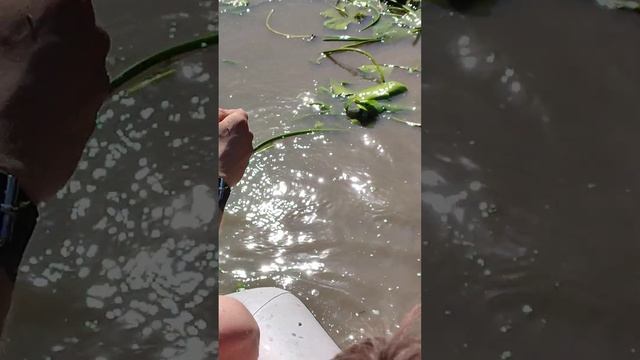 Большой сазан на рогатку в болоте смотреть онлайн