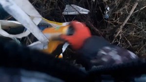 Вечерний поиск алюминиевых банок: нашел отличную вещицу :)