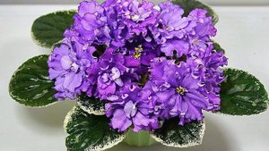 Хорошо или плохо держать фиалки в доме, какие приметы и суеверия есть