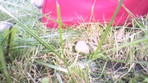 У меня в глазах двоится