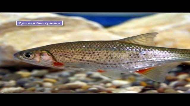 Красная книга Брянской области смотреть онлайн