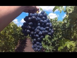 Сорт винограда Страшенский