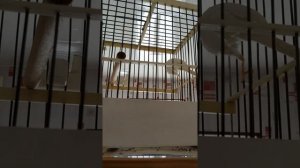 kanareyka канарейка, певчая канарейка, поёт просто супер!