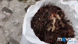 Посадка голубики, брусники, клюквы крупноплодной. Секреты выращивания.