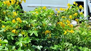 Цветы Кассии и Александрийский лист! Крайот.Израиль.