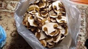 Сухие белые Грибы из Алтайского края Продам