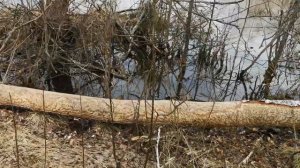 СТАРИННЫЕ УРОЧИЩА НА ОХОТНИЧЬИХ УГОДЬЯХ - В ПОИСКАХ КЛАДОВ