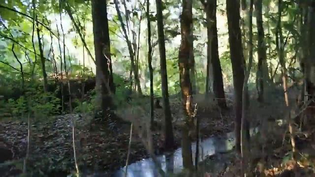 Зеленый Фронт: сжигание пластика и стоки в Рождествено смотреть онлайн