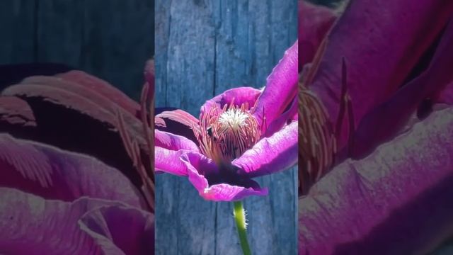 Bee in Icelandic Poppy