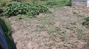 Маленькие вьетнамские свинки, впервые валяются в грязи  Звуки природы  АСМР