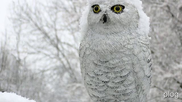 фото животных красивые смотреть онлайн