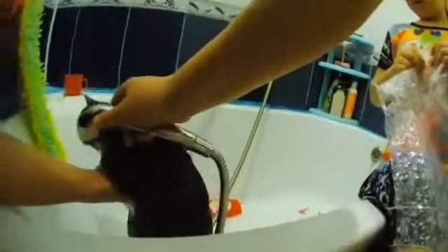 Купаем котика в ванной . смотреть онлайн