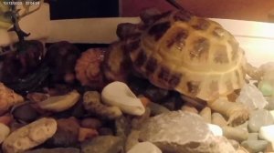 полная запись как Тишка вылезает