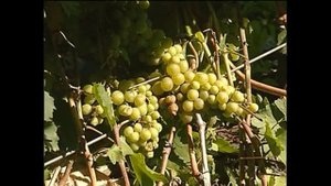 Болезни винограда - серая гниль