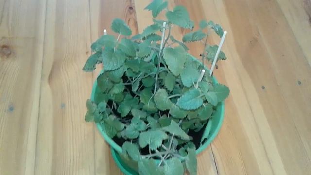 Меняю землю лимонной мелиссы - срок 6 месяцев смотреть онлайн