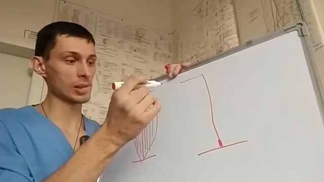 Теория - мышцы. Виды мышц. Классификация