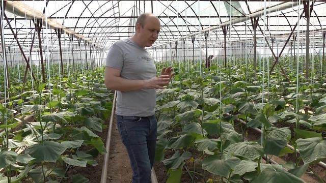 Профилактика и защита огурца от корневой гнили. смотреть онлайн