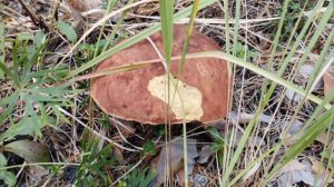 Наша воскресная поездка в лес.mp4