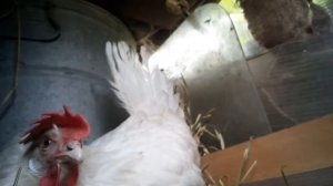 Курица заквохтала не всрок и села на яйца что б вывести цыплят.. Как поступить?