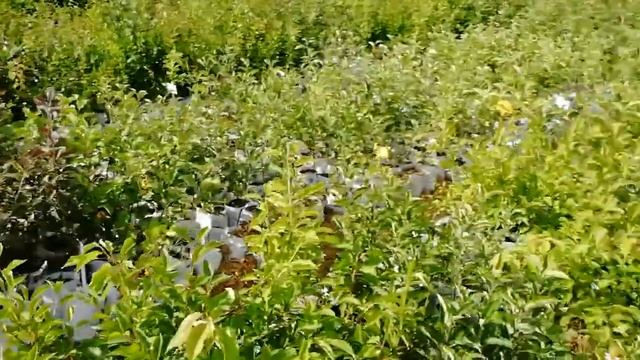 Питомник Садоград. Видео новости июнь 2019 г. смотреть онлайн