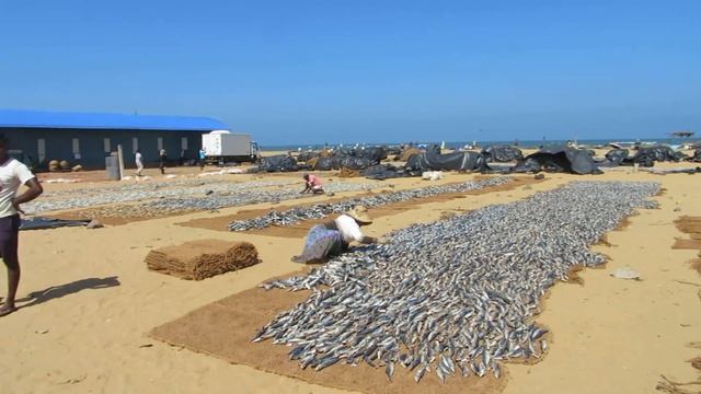 Рыбный пляж Негомбо (Шри-Ланка) смотреть онлайн