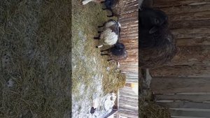 Спаривание *эдельбаевский баран осеменитель*))