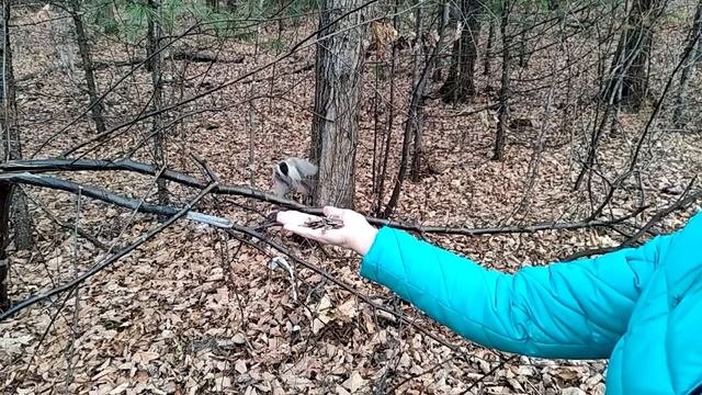 Кормим с рук синиц и поползней (Slow Motion)