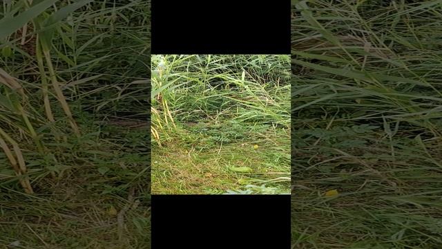 кото охотник