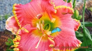 Лилейник гибридный Дивас Чойс (hemerocallis) ? обзор: как сажать, саженцы лилейника Дивас Чойс