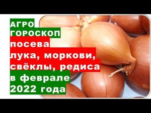 Агрогороскоп посева лука на рассаду, посевов моркови, свёклы, сельдерея и редиса в феврале 2022 года