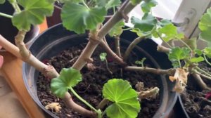 Как зимуют мои пеларгонии , уход в зимнее время.