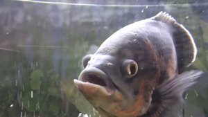 аквариум 500 литров, 500 liter aquarium