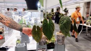 Выставка растений в Бангкоке (Тайланд)