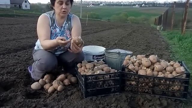 ГОТОВИМ КАРТОФЕЛЬ К ПОСАДКЕ.ЦЕЛЬ И РЕЗУЛЬТАТЫ ПРОРАЩИВАНИЯ.