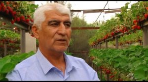 Парвариши Клубник дар н Кумсангир