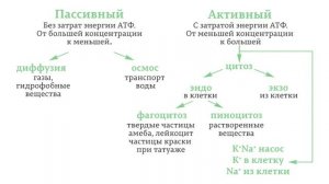 ЕГЭ Биология 1.2. Современная клеточная теория, её основные положения. Строение клетки