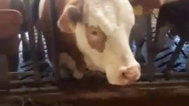 Крупный рогатый скот живым весом WhatsApp +79656176005 смотреть онлайн