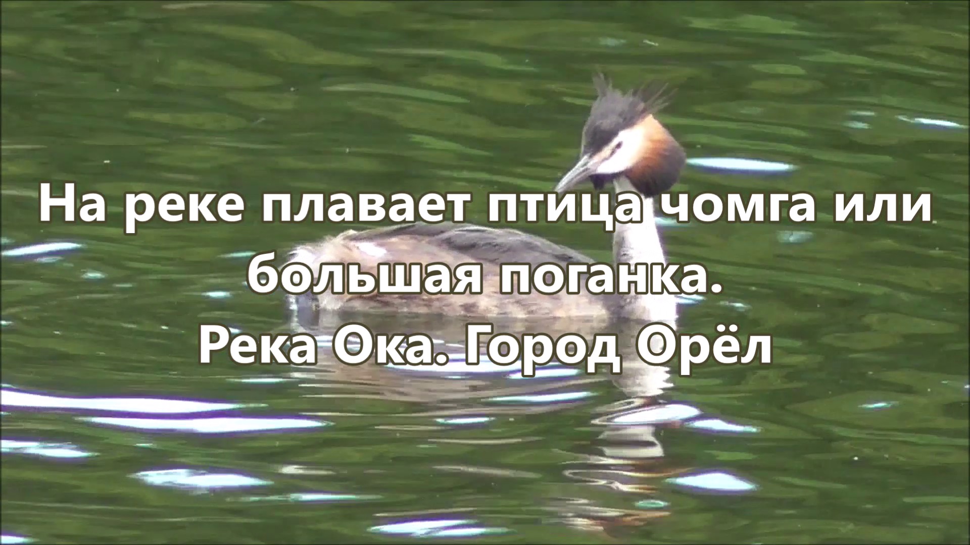 На реке плавает птица чомга или большая поганка. Река Ока. Город Орёл