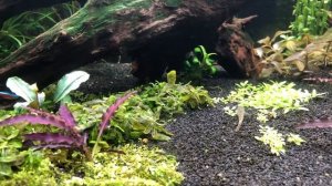 Неоны, Анциструсы и Радужные бычки. Криптокорина Тропика