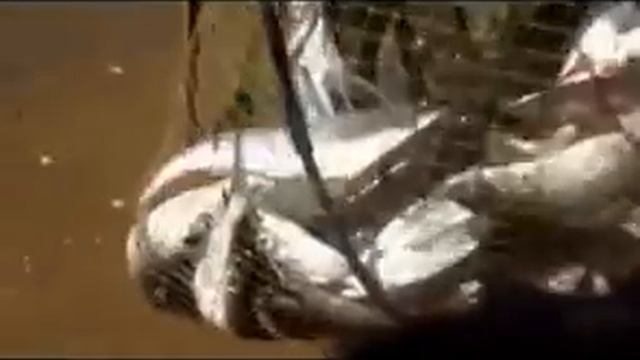 Жесть такой рыбалки я еще не видел!!! смотреть онлайн