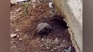 Крыса вытащила лягушку из норы и та прифигела. Крыса VS лягушка