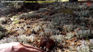 Где искать боровики? Тверская область, Вышний Волочек