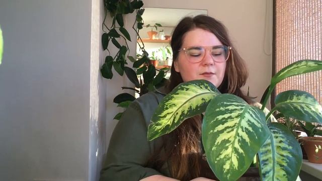 ТОП-8 КЛАССИЧЕСКИХ РАСТЕНИЙ: замиокулькас, сингониум, сансевиерия смотреть онлайн