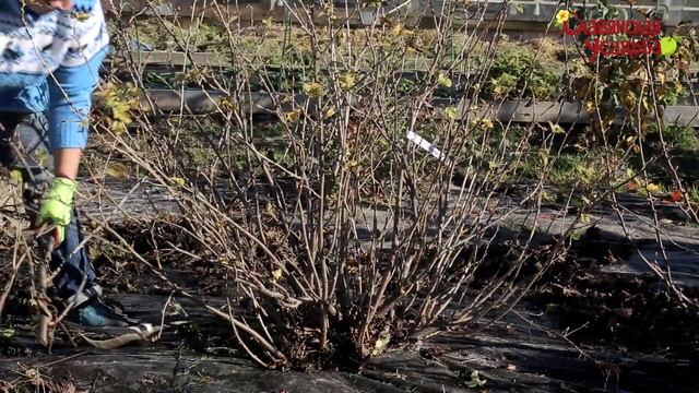 Смородина чёрная, смородина красная, крыжовник. Обрезка и формирование. смотреть онлайн