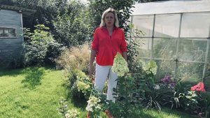 Метельчатая гортензия "Полярный медведь"