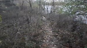 История породы Джека Рассела терьера!