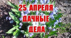 25 апреля. Сажаю розу и смородину.mp4