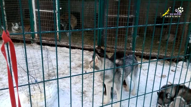 Ненецкая оленегонная лайка воспитывает сибирских хаски