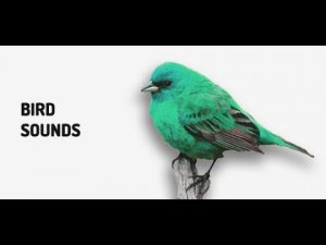 Birds Chirping Sound effect