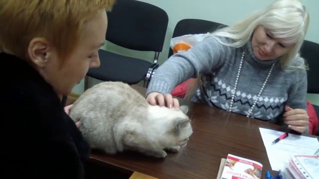 Бизнес в разведении породистых кошках.